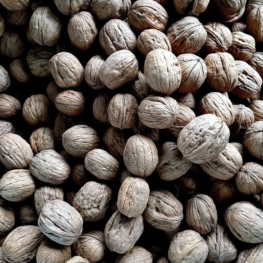 Ceviz İçi, Kelebek